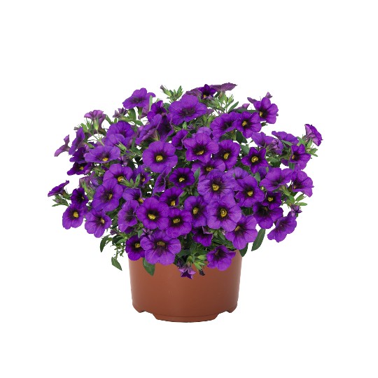 Aloha Kona Dark Lavender 2025