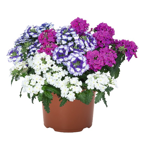 Confetti Garden® Linda Flora