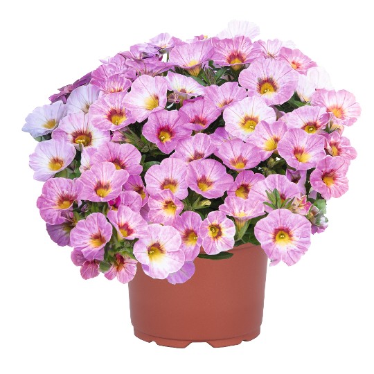 Rainbow® Parisian Pink 2027