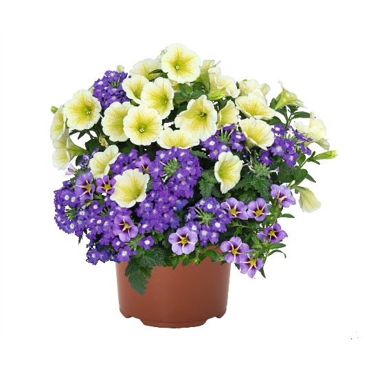 Confetti Garden® Blue Shine