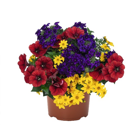 Confetti Garden® Patchwork