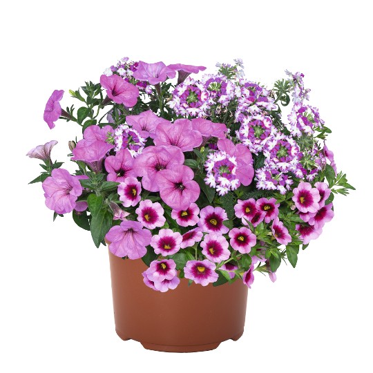 Confetti Garden® Shocking Pink