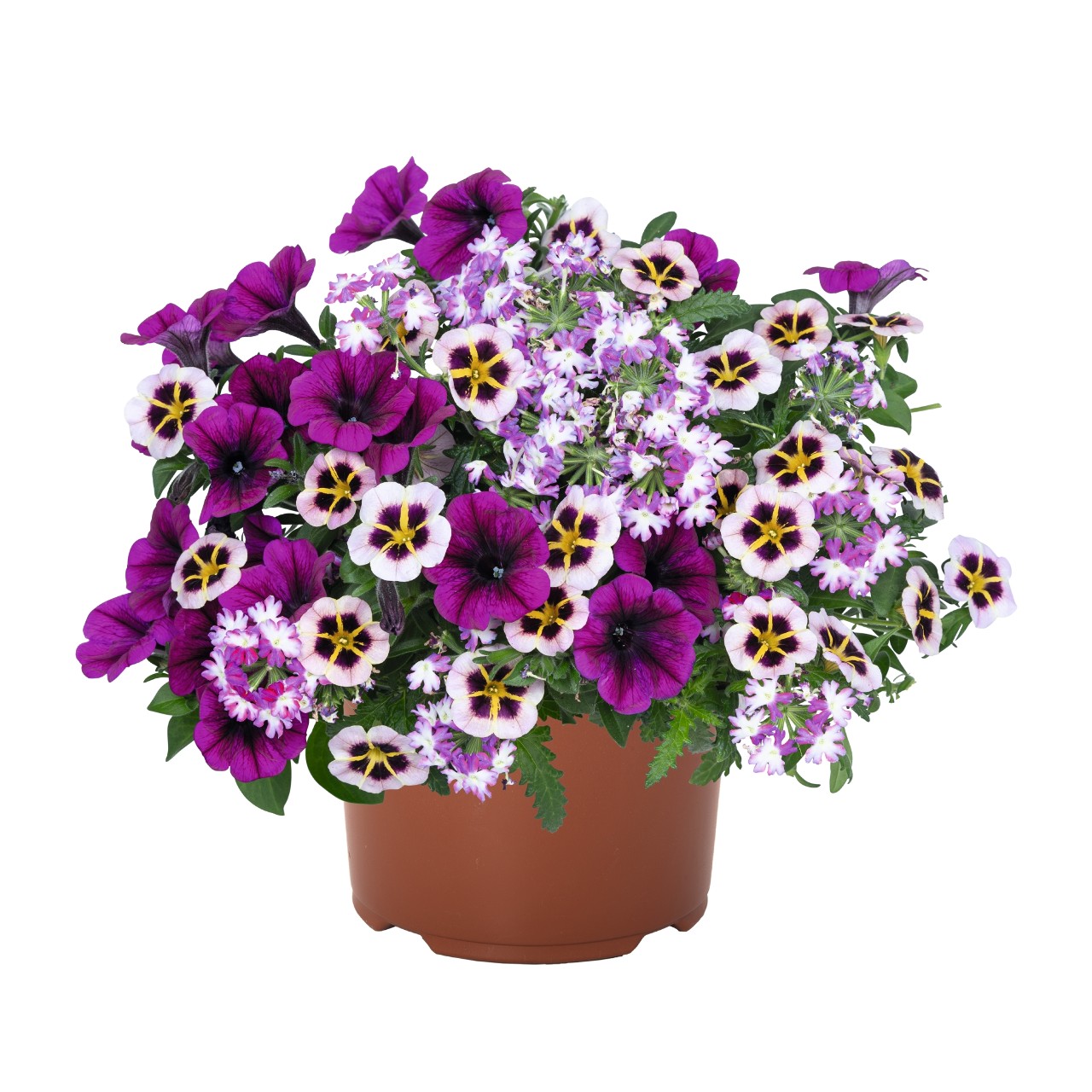Confetti Garden® Shocking Violet Products Dümmen Orange