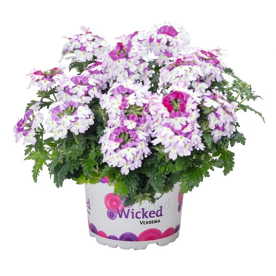 Wicked Magenta