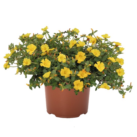 Cupcake Yellow