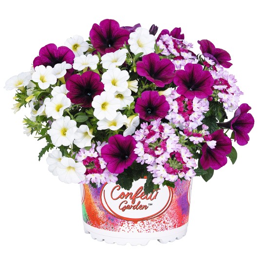 Confetti Garden® Shocking Bromberry