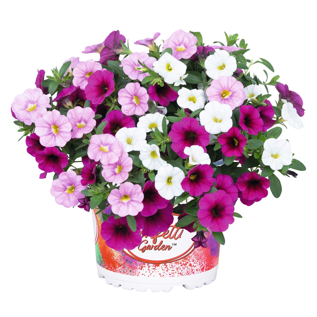 Confetti Garden® Hawaiian Pink Fusion - Products - Dümmen Orange
