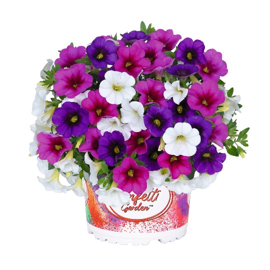 Confetti Garden® Hawaiian Butterfly