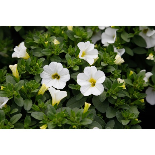 Aloha Nani White 2025