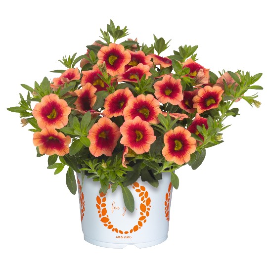Aloha Kona Hula Orange