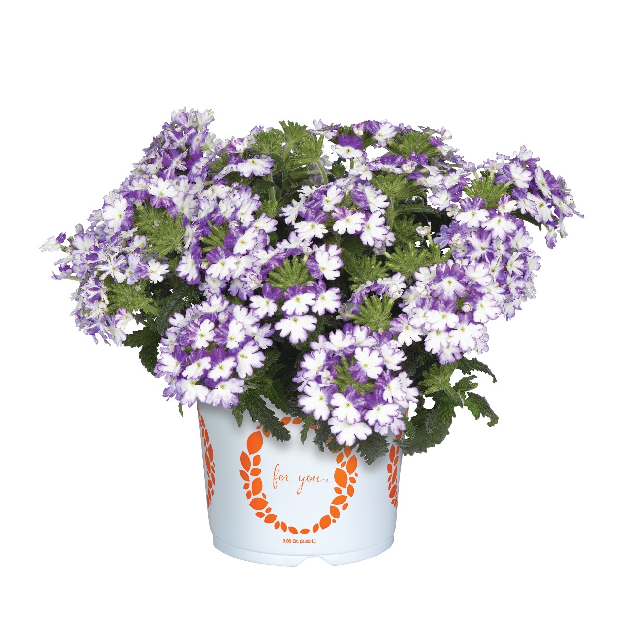 Wicked Cool Blue - Products - Dümmen Orange