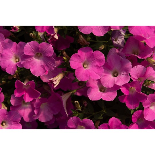 DuraBloom® Royal Pink 2026 Intrinsa