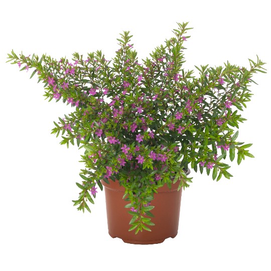 Cupheasy Lilac 2024