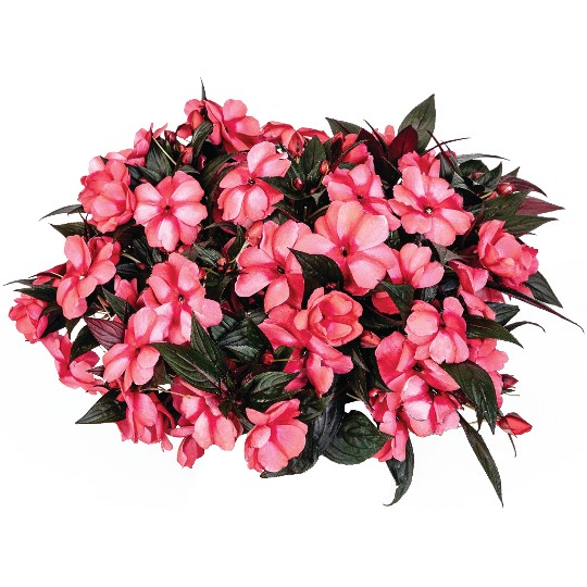 Magnum Rose Star