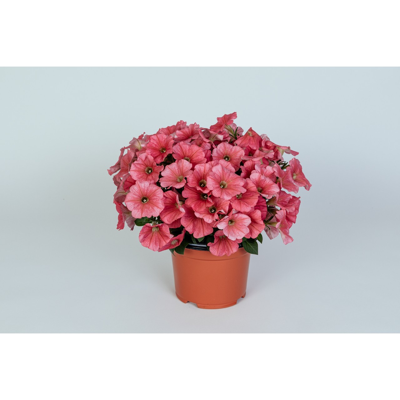 Potunia® + Coral 2024 (Intrinsa) - Products - Dümmen Orange