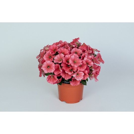 Potunia® + Coral 2024 (Intrinsa)