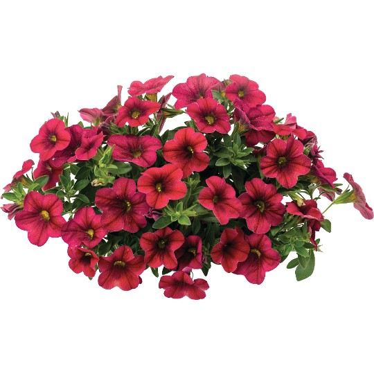 Bloomtastic Chili Pepper