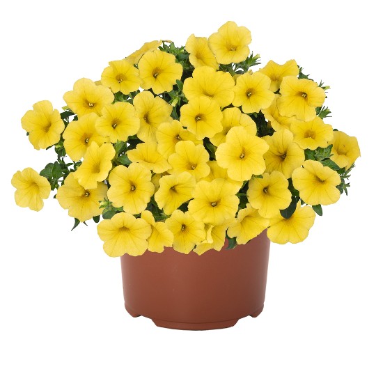 Bloomtastic Yellow