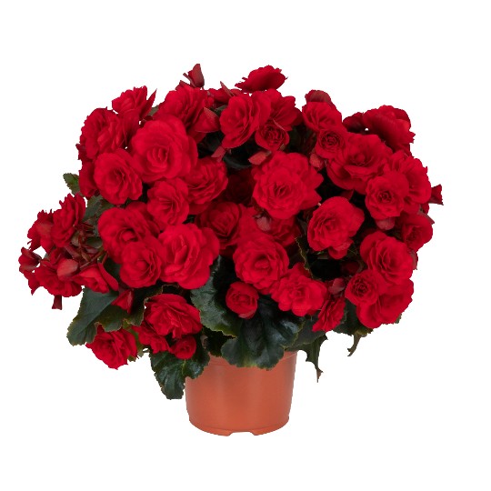 Move2 Ruby Red
