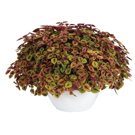 Great Falls® Rose Gold