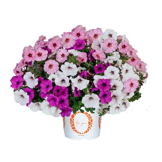 Confetti Garden® Endurable Rose