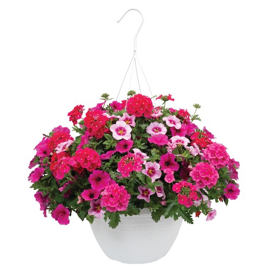 Confetti Garden® Endurable Cerise