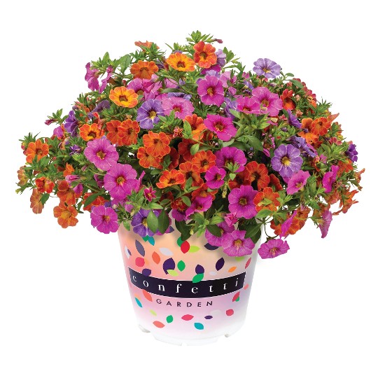 Confetti Garden® Rainbow Bridge 2025