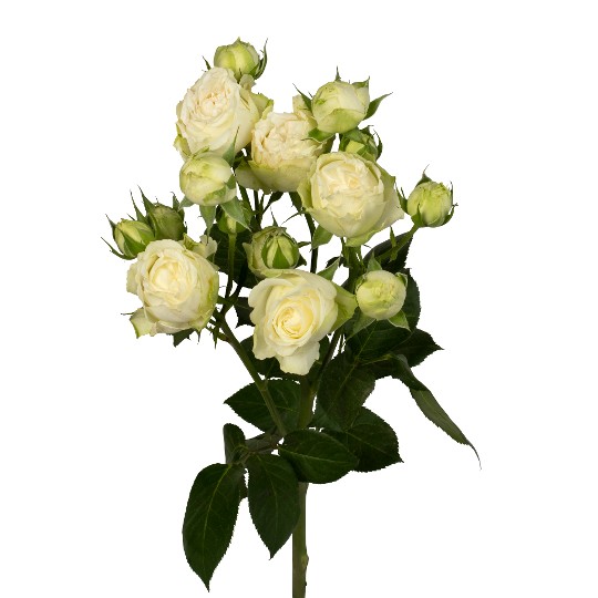 Harmonia White+