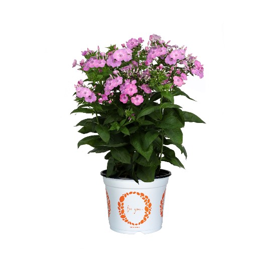 paniculata Flame® Pro Rose Pink