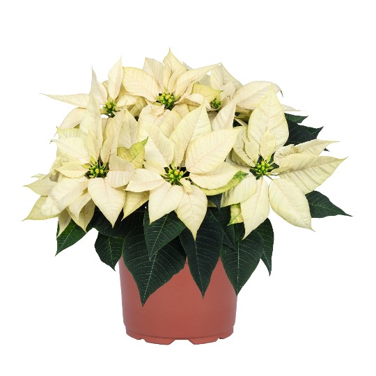 Embla White