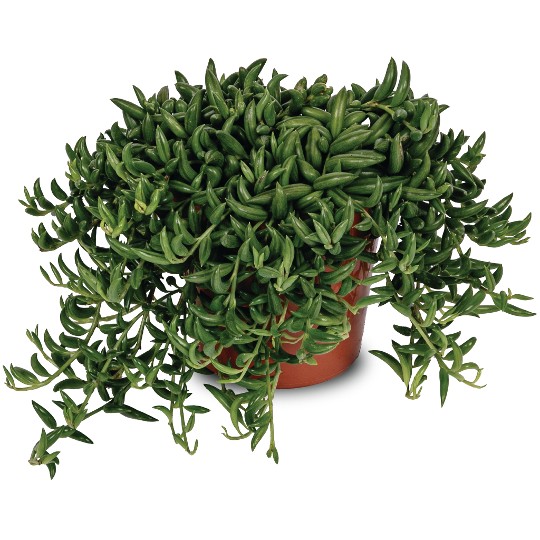 Senecio String of Bananas