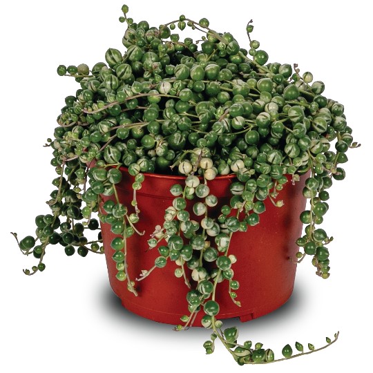 Senecio Variegated String of Pearls