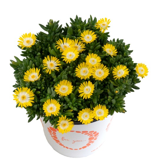 Rock Crystal Yellow