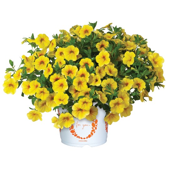 Aloha Kona Yellow 2025