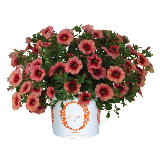 Bloomtastic Peach Grenadine 2025
