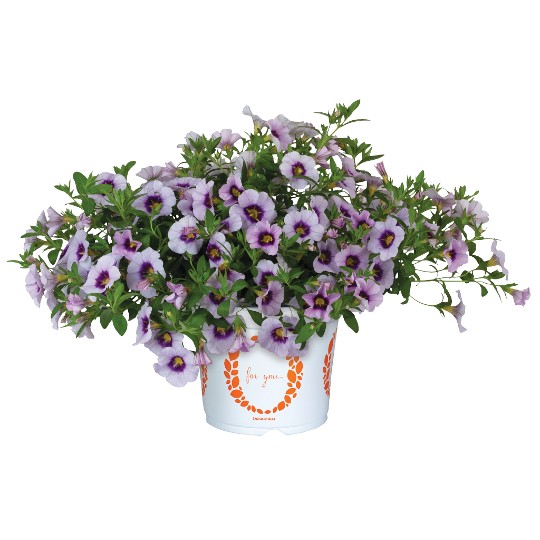 Bloomtastic Serenity 2025