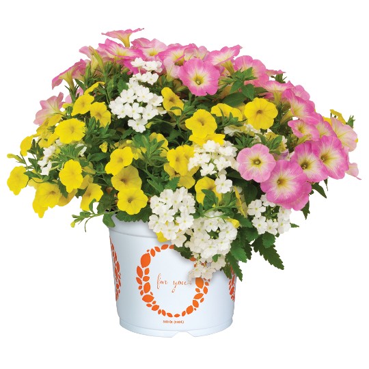 Confetti Garden® Lover's Point Beach