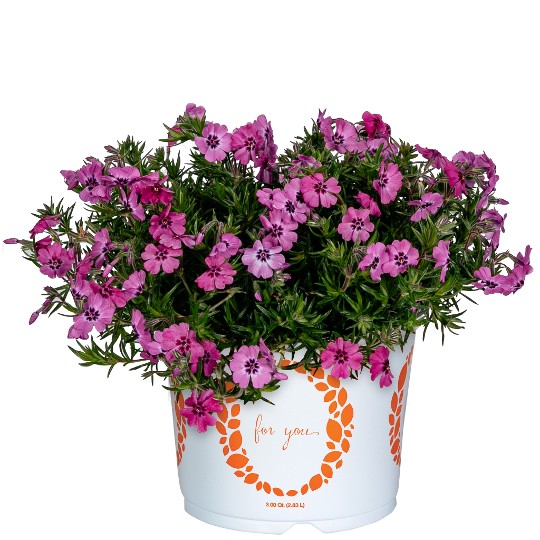 Spring� Late Pink