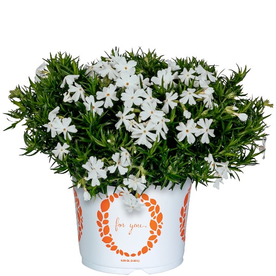 Spring� Late White
