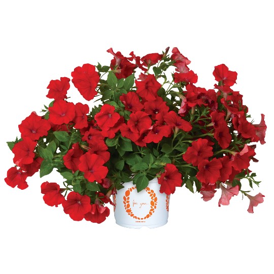 DuraBloom® Red 2025