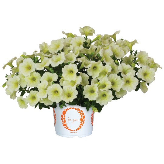 DuraBloom® Yellow 2025 (Intrinsa)