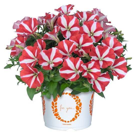 Sweetunia Windmill Cherry (Intrinsa®)