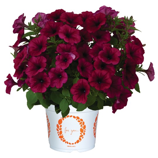 Potunia® + Purple 2025 (Intrinsa)