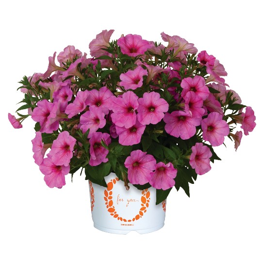 Potunia® + Spun Sugar (Intrinsa)