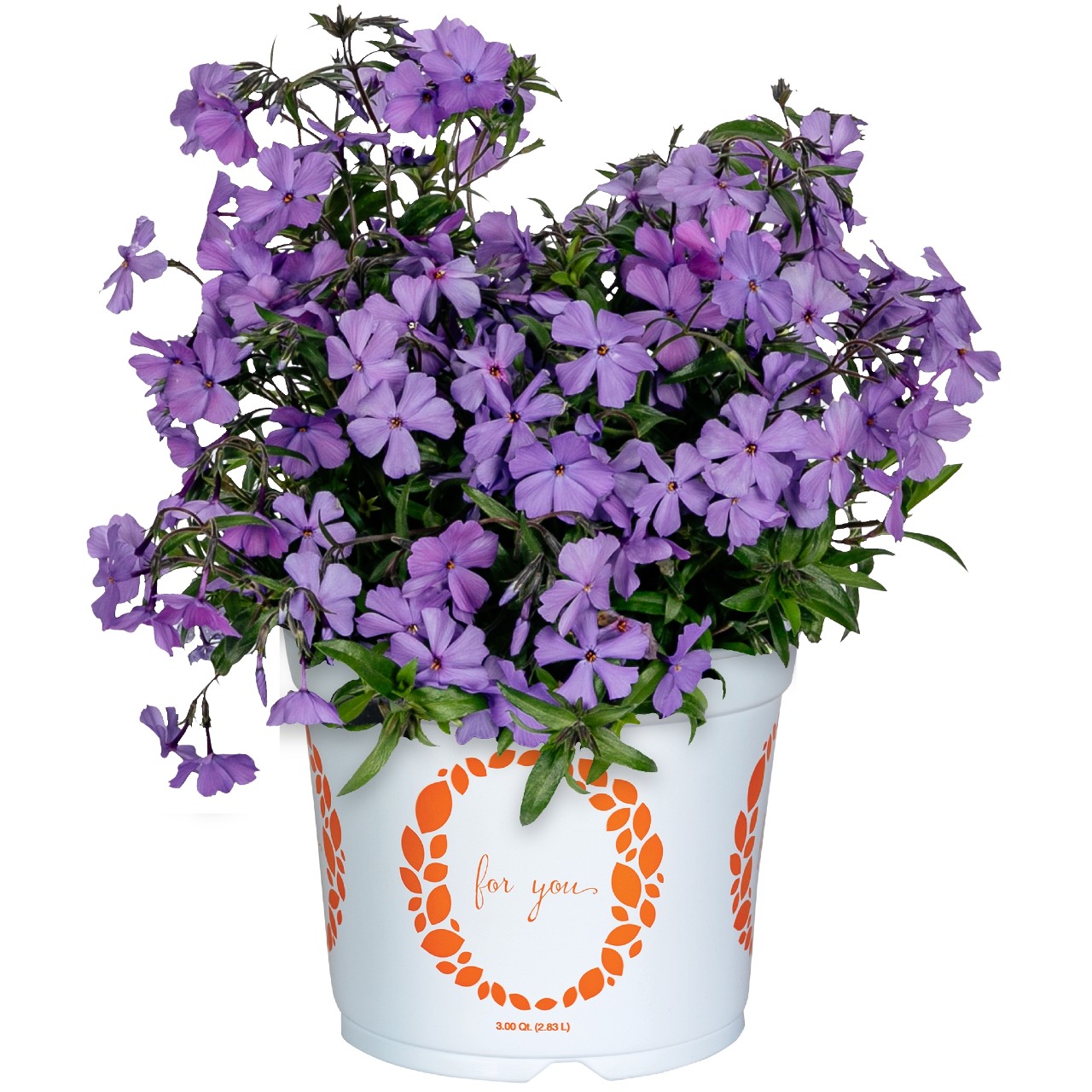 Woodlander Purple - Products - Dümmen Orange