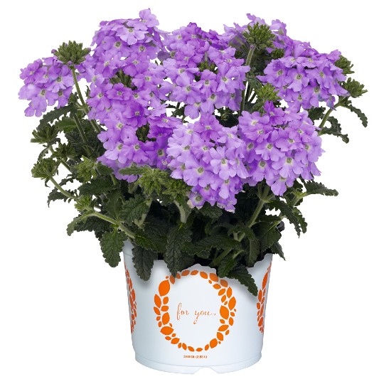 Empress® Flair Lavender Blue 2025