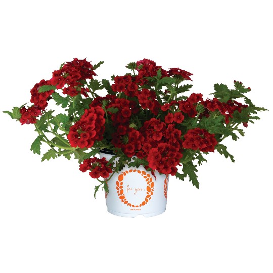 Empress® Flair Red 2025 (Sun)