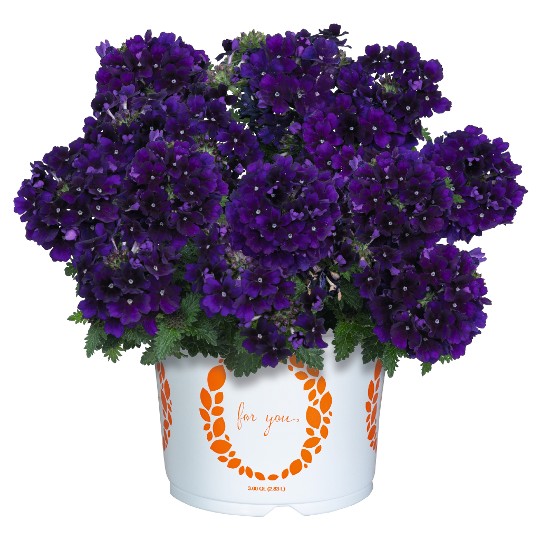 Empress® Flair Violet 2025