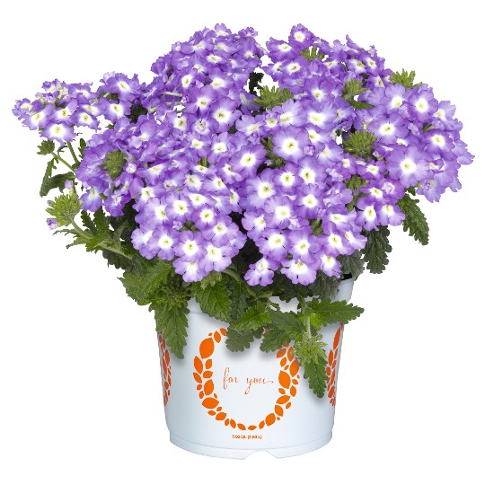Empress® Sun Lavender Charme 2025