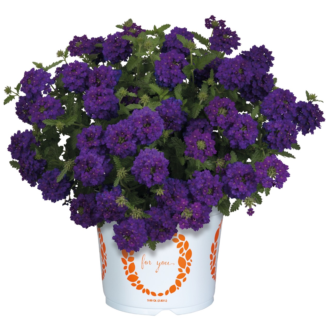 Empress® Sun Violet 2025 - Products - Dümmen Orange